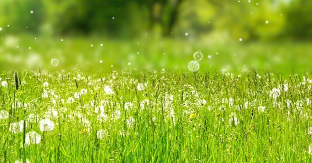Are Allergy Shots Worth It?