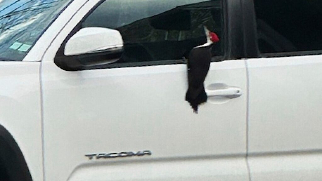 A huge woodpecker is breaking car windows in a small Massachusetts town