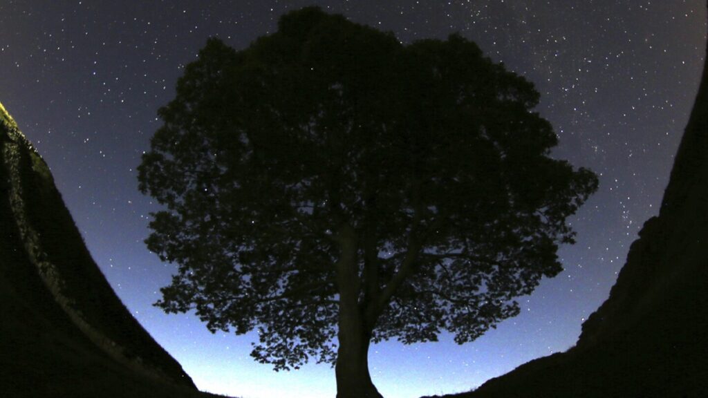 Grainy video in UK trial shows Sycamore Gap tree’s last stand