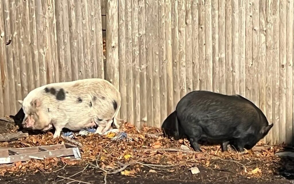 Hampton family ordered to remove pet pigs or face contempt charge in zoning dispute