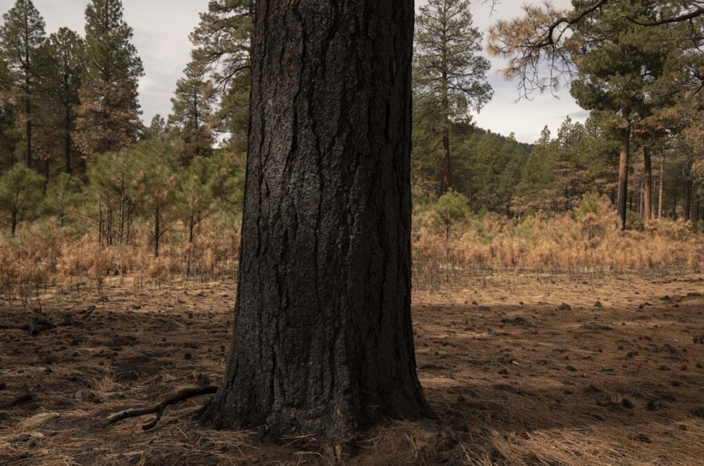 Fight fire with fire? Thinning forests is a start, but experts say it’s time to burn more