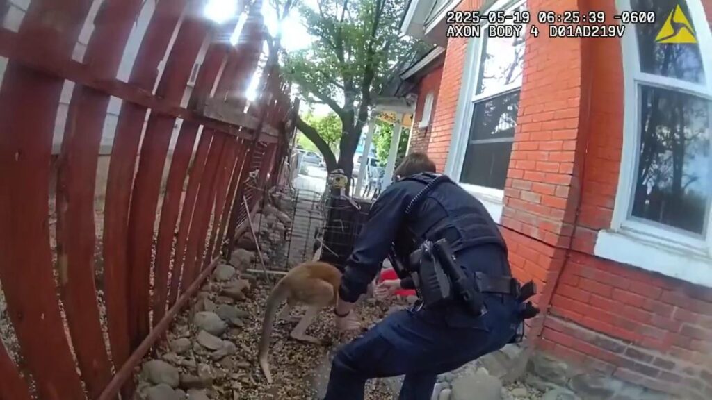 Colorado kangaroo escapes for a second time in Durango