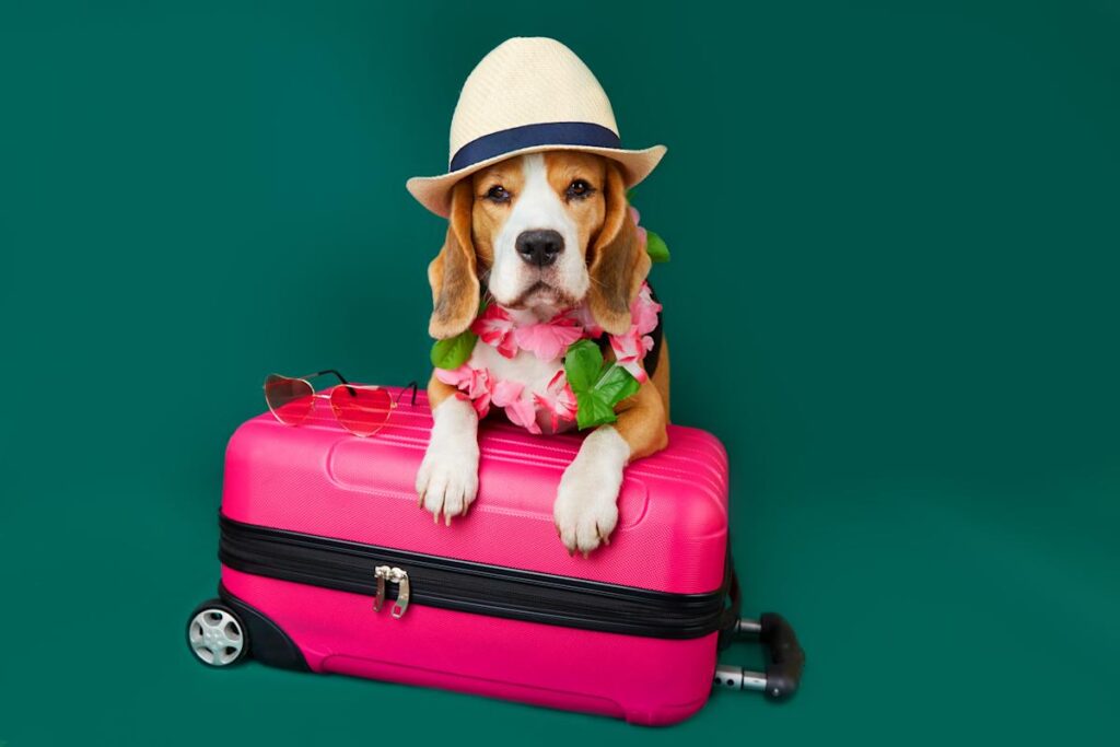 Flying with Your Furry Friend? These Are the Most Pet-Friendly Airlines in the U.S.
