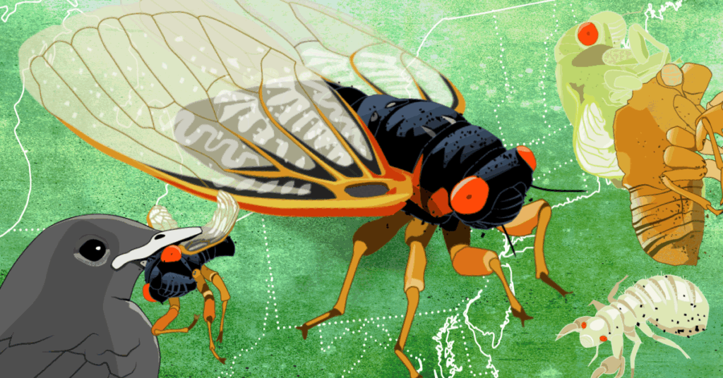 Get Ready, Cicada Brood XIV Is Emerging This Spring