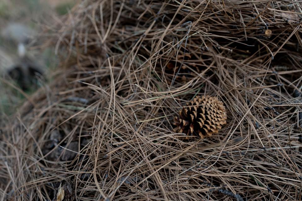 Bags of pine needles fill the curbs of Kachina Village on April 16, 2025.