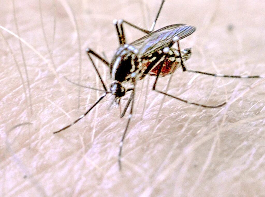 Mosquitoes already? What you can do to limit breeding, keep them away