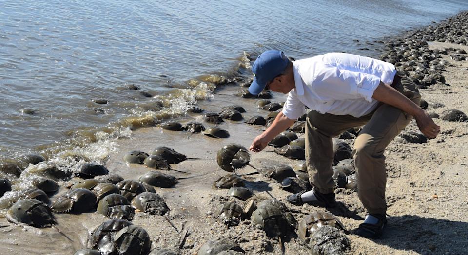 Ecological Research and Development Group founder and President Glenn Gauvry flips horseshoe crabs.