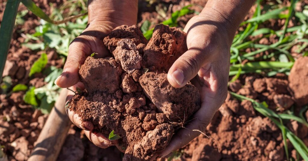 How Climate Change Affects Your Gut Health