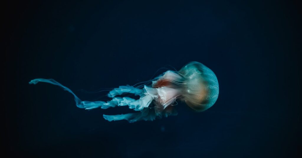 More than 99% of the Deep Sea Still Remains a Mystery