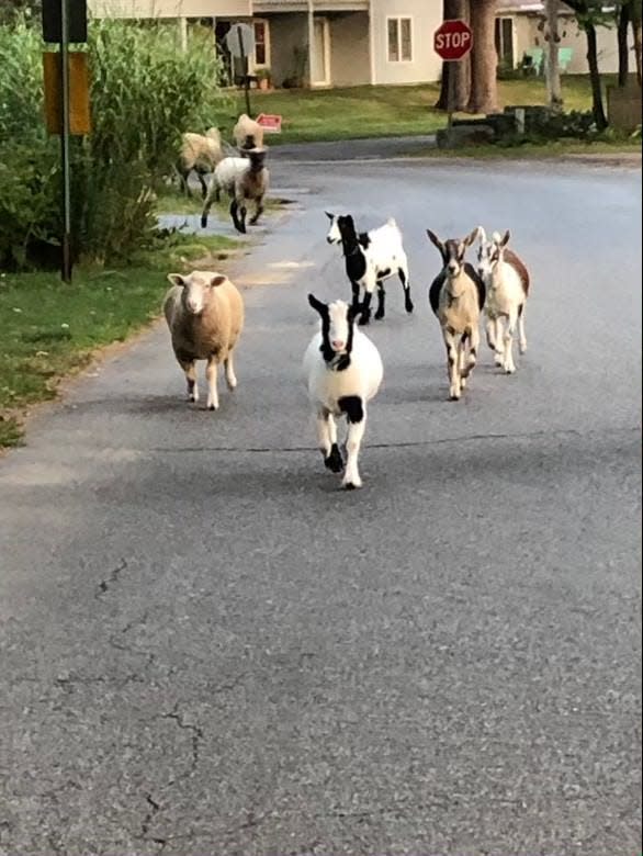 A gang of four goats and other livestock is caused a stir on Esker Road in 2021, roaming the neighborhood, and damaging people’s yards.