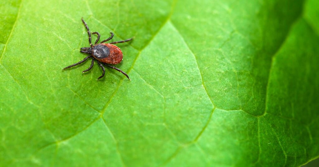 The Best and Worst Way to Remove a Tick