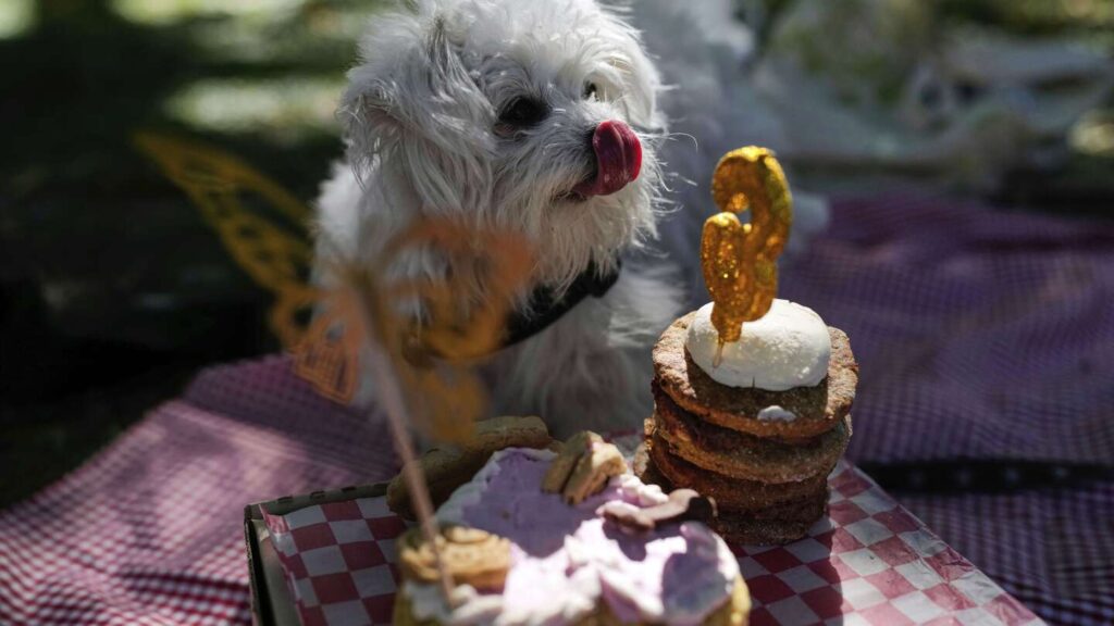 As more Argentines go childless, pampered dogs become part of the family