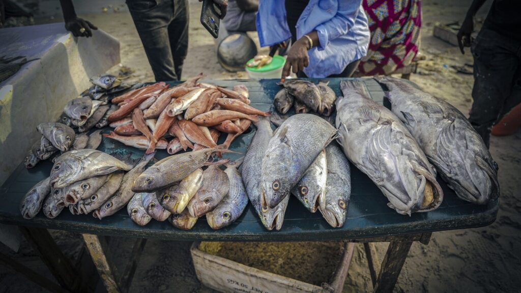 Foreign overfishing in Senegal fuels migration to Spain, a report finds