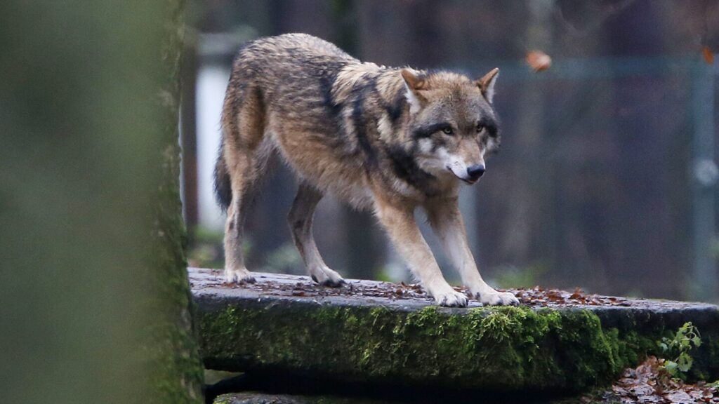 European Parliament votes to lower protections on wolves