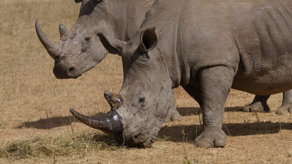 Poachers have killed over 100 rhinos in South Africa this year