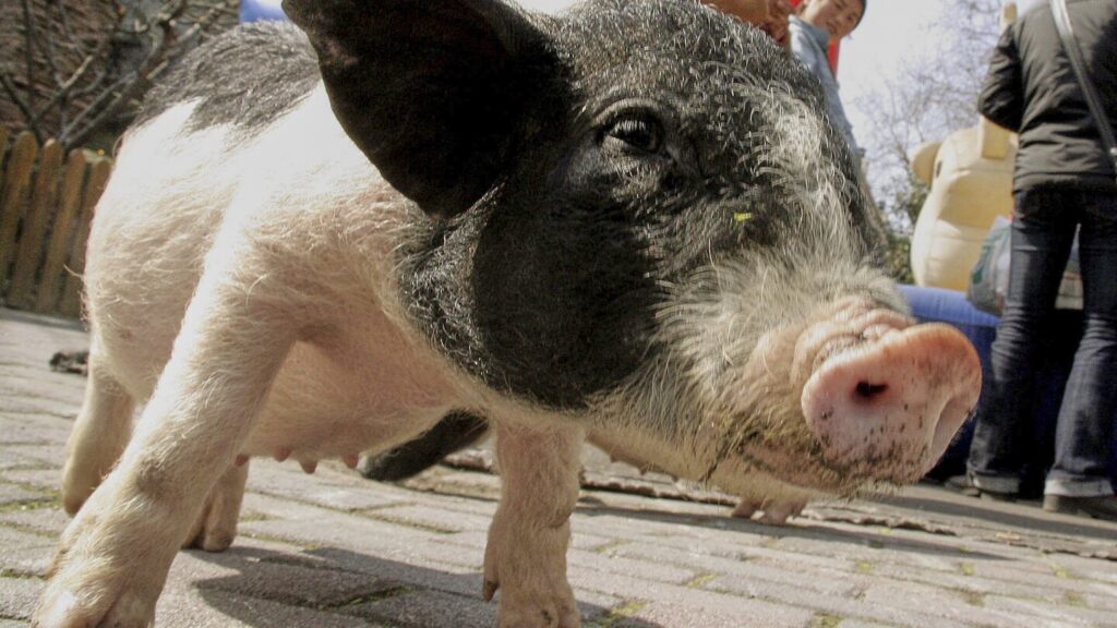 Chinese researchers report a pig kidney transplant and a first-step liver experiment