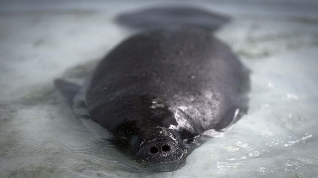 Researchers rescue, rehabilitate and hope to release orphaned manatees into the Amazon