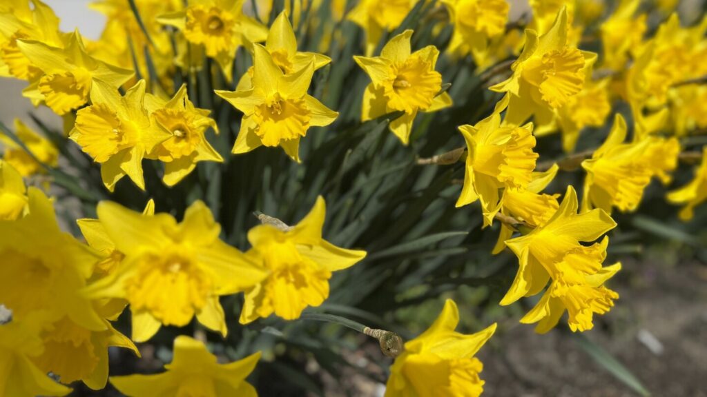 Allergic gardeners can choose plants that produce less floating pollen