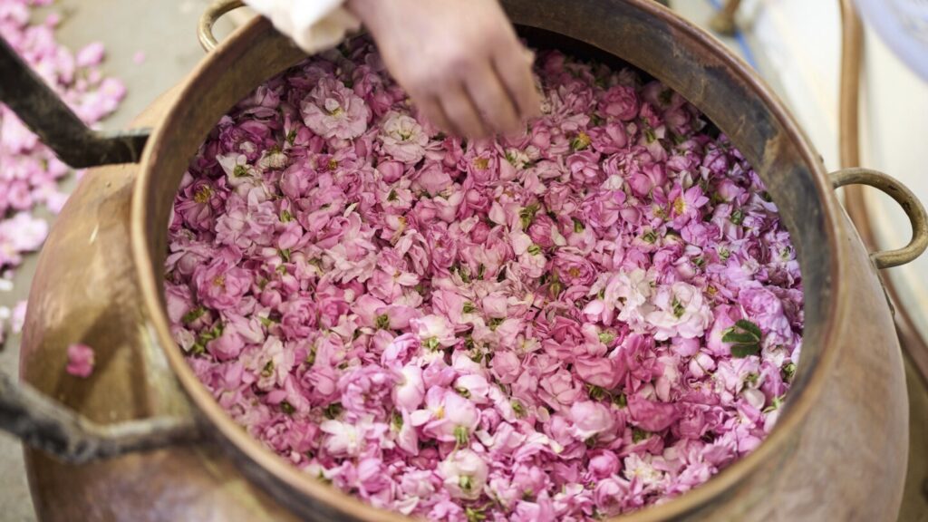 AP PHOTOS: The desert blooms, roses perfume the air and a Moroccan town comes to life