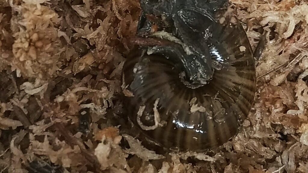 A rare New Zealand snail is filmed for the first time laying an egg from its neck