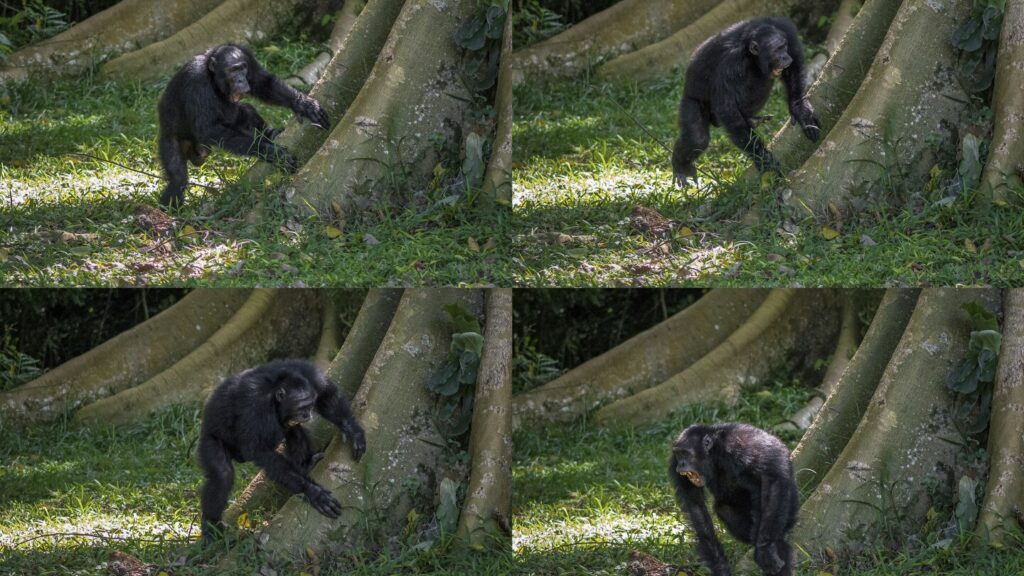 Chimpanzees drum with regular rhythm when they beat on tree trunks, a form of ancient communication