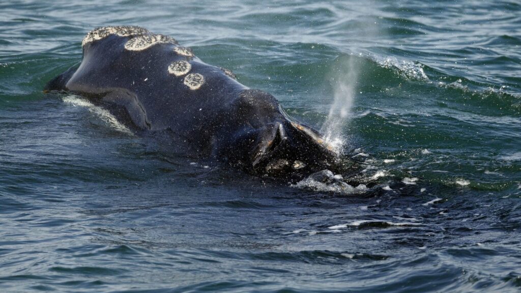Endangered whales have few babies as extinction threat grows