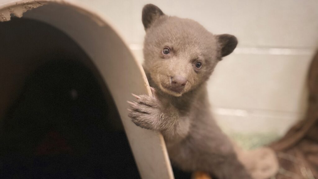 Orphaned cub finds comfort in a teddy bear and costumed caregivers