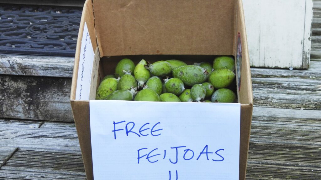 New Zealand’s unofficial fruit is the feijoa, not the kiwi. And part of the fun is in giving it away