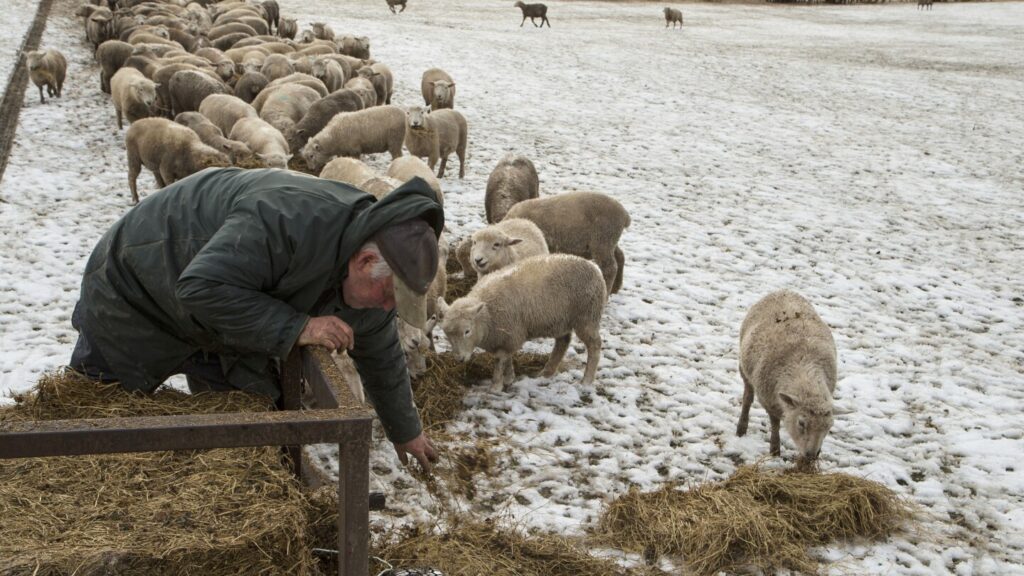 Yes, New Zealand still has more sheep than people. But humans are catching up