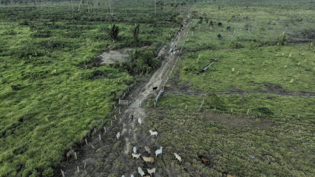 Brazilian state’s deforestation amnesty poses ‘one of the greatest threats’ to the Amazon