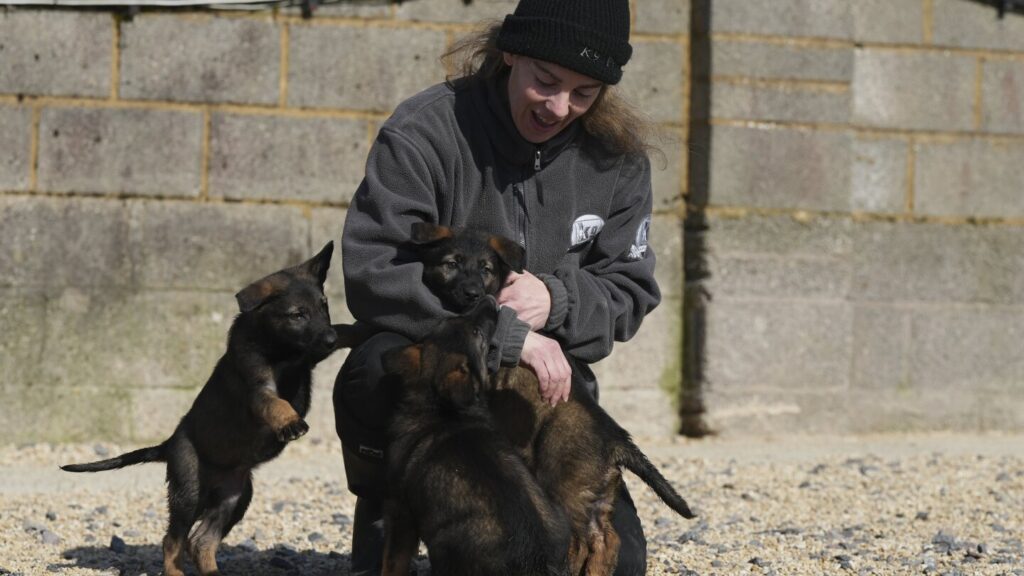 Pets with a toolkit: Protection dogs train to handle burglars as sports stars boost home security
