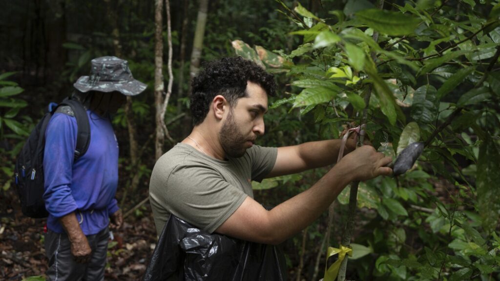 What would happen if the Amazon rainforest dried out? This decades-long experiment has some answers