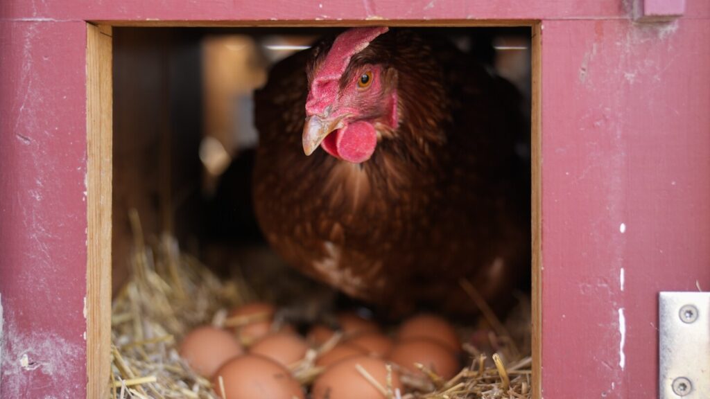 Vaccinating poultry could help cut soaring egg prices but US remains hesitant
