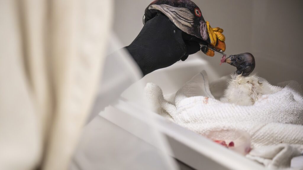 Why a New York zoo is feeding a baby vulture with a hand puppet