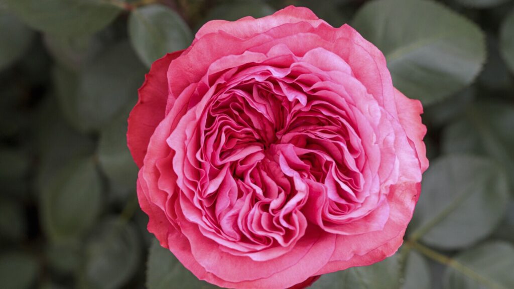 8 new varieties of rose plants to choose from as a Mother’s Day gift