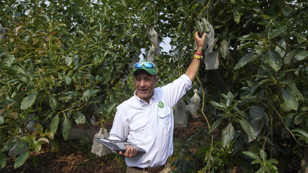 Guatemala gearing up to export avocados to US despite tariffs and delays