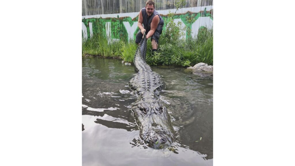 Alligator that starred in ‘Happy Gilmore’ dies of old age in Colorado