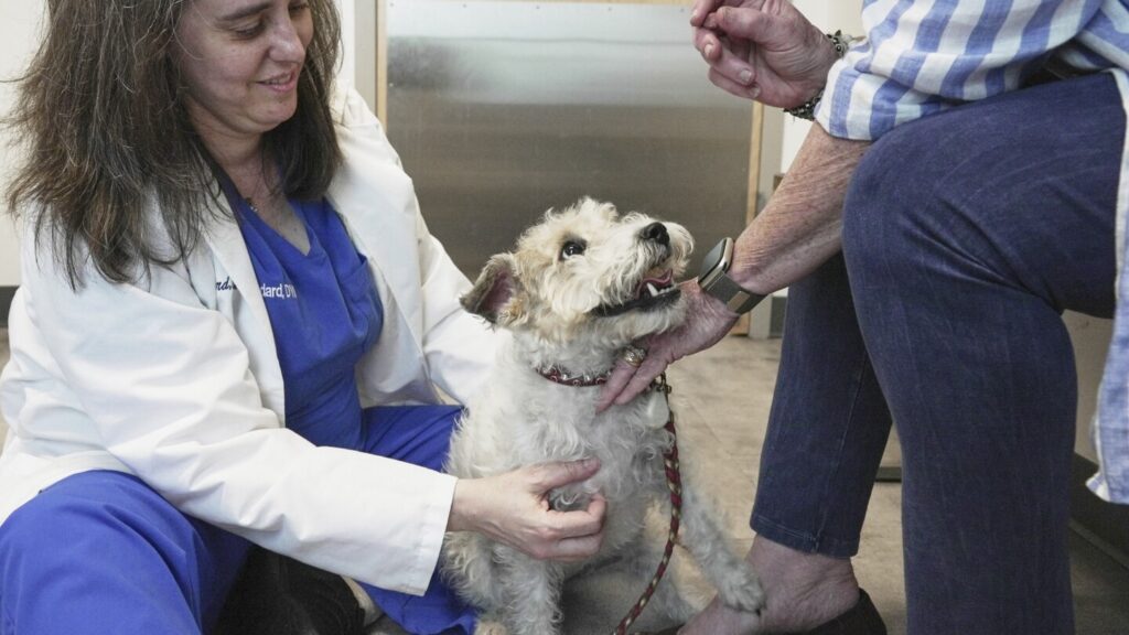 Pet allergies: How to help treat scratching, licking and biting