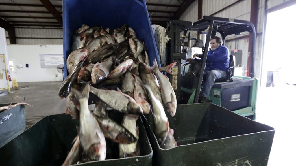 Great Lakes’  billion fishing industry fights invasive carp