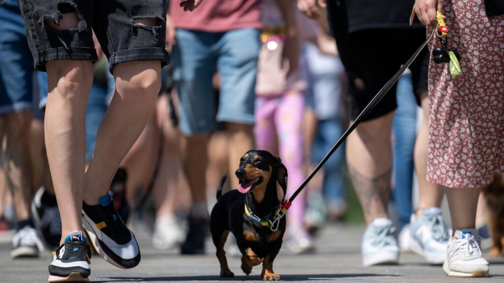 Wiener wonderland: hundreds of dachshunds chase record in Hungary