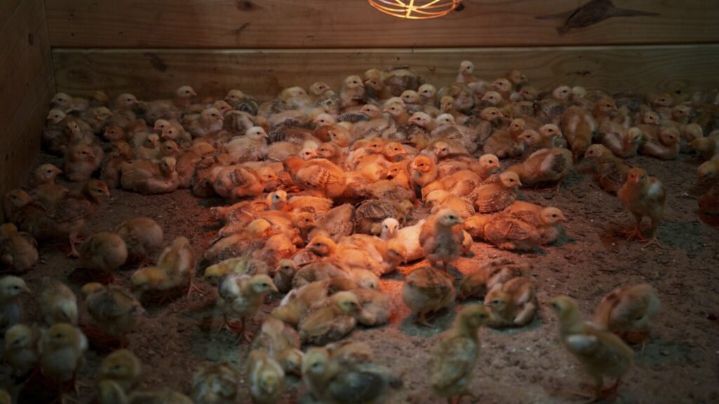 Thousands of chickens survive USPS shipment snafu