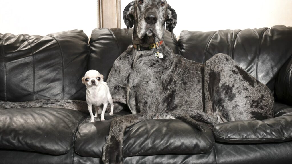 A 3-foot difference didn’t stop a horse-size Great Dane and tiny chihuahua from becoming friends