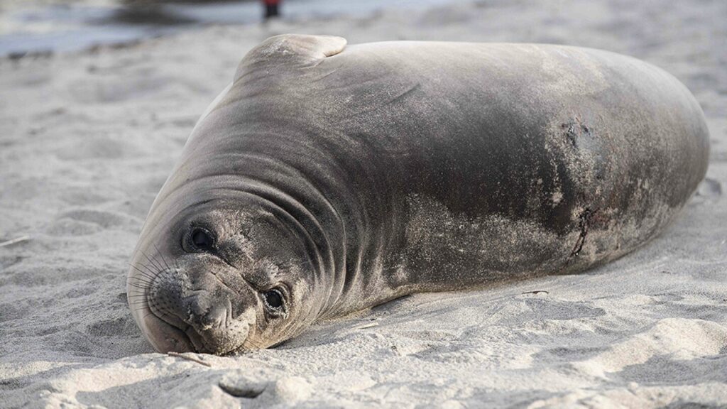Baby seal stabbed on Oregon coast prompts search for suspect