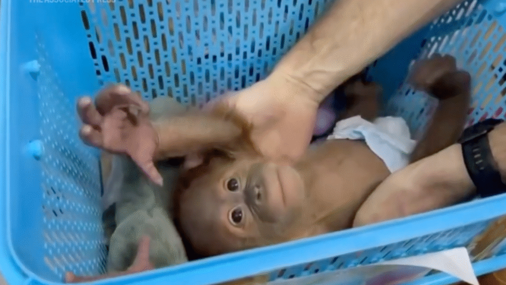 Thai police rescue 2 baby orangutans and arrest a trafficking suspect