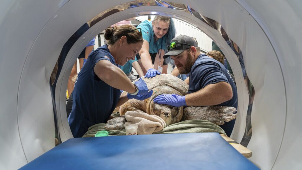 A 302-pound loggerhead sea turtle hit by a boat gets an oversize CT scan, with a surprise