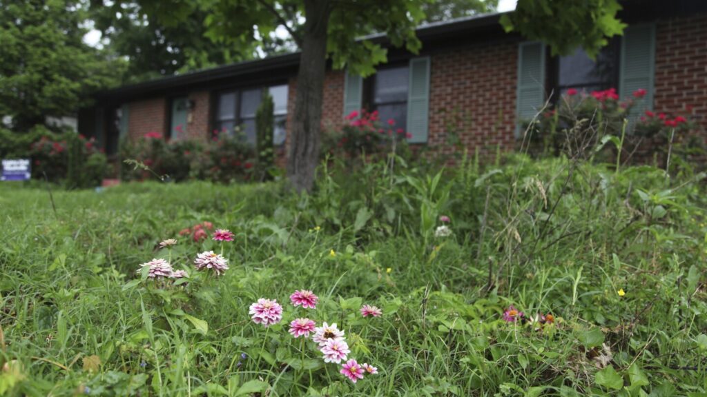 Bored with manicured lawns, some homeowners adopt No Mow May all year long