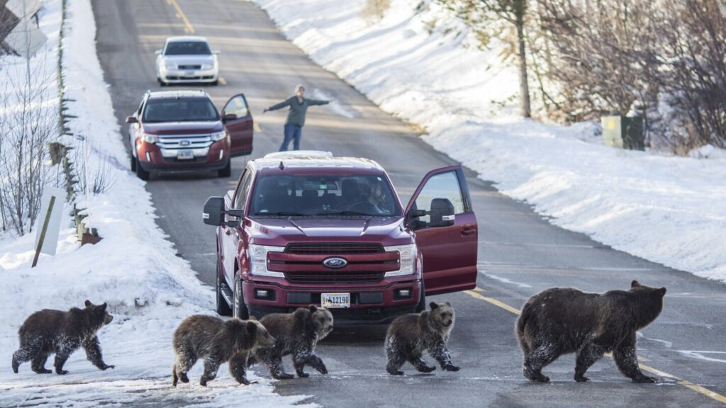 Member of beloved grizzly bear family hit and killed in Wyoming’s Grand Teton National Park