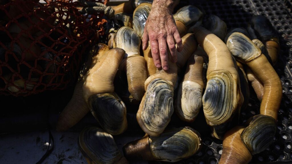 China’s seafood market clams up on US geoducks in boost to Canada’s harvests