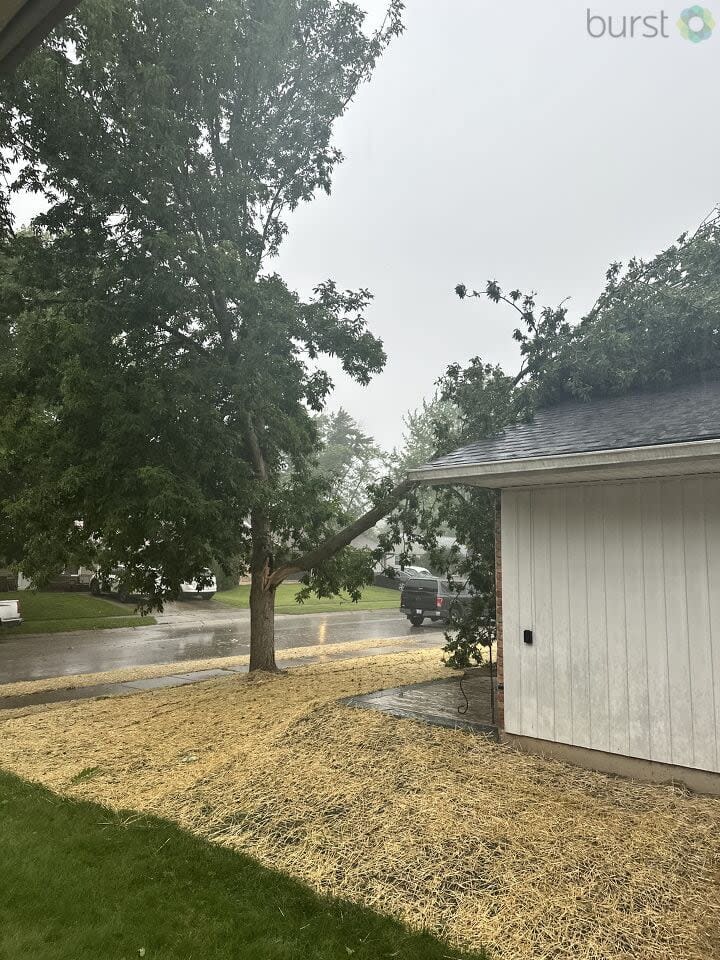 Tree Damage in New Carlisle