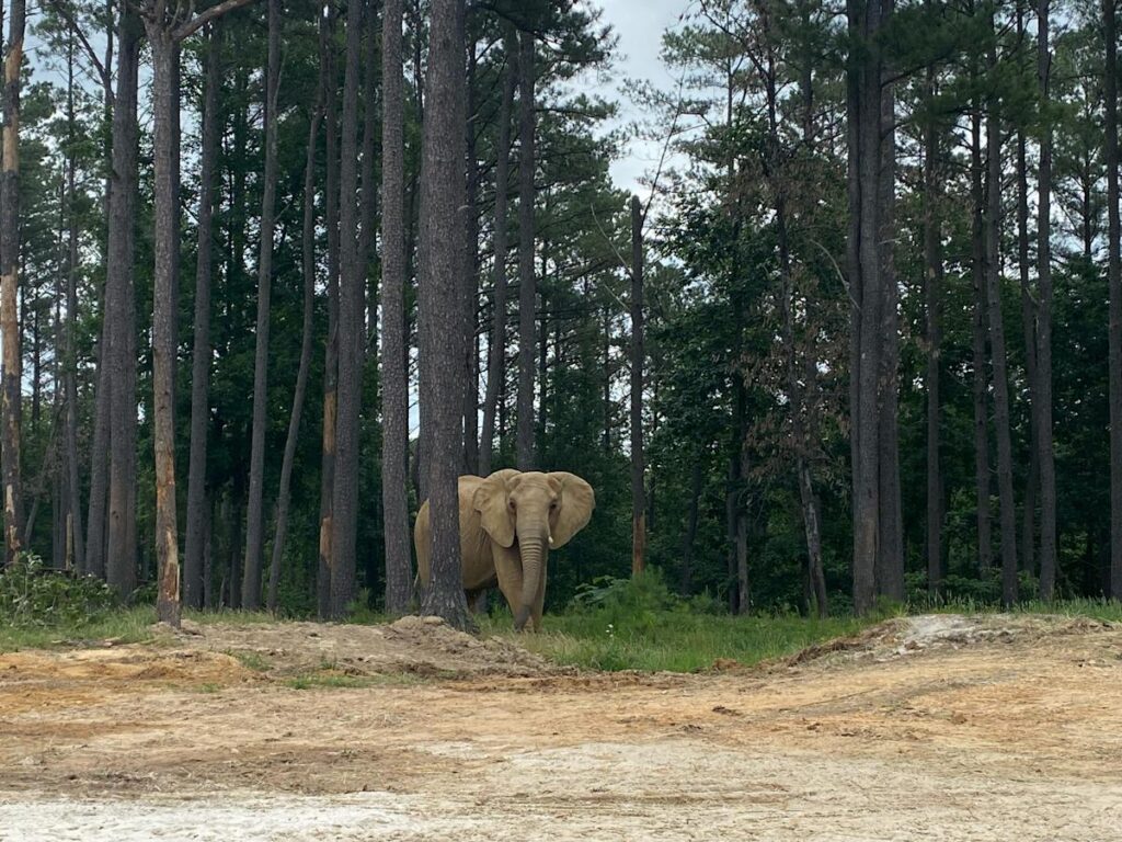 Louisville Zoo elephants arrive at their ‘retirement home’ — a Tennessee sanctuary